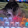Wren is registered to the contest to win money with this photo: kitten, cat, keyboard, backlit_keyboard, colorful_lights, closeup, indoor, pet, paw, curious, technology, playful, young_cat, keys, glowing, cute, feline, whiskers, home, night_light