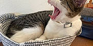 Pippi is registered to the contest to win money with this photo: cat, yawning, basket, woven, table, indoor, pet, fur, white, gray, striped, collar, relaxed, mouth_open, animal, domestic, cute, feline, resting, cozy