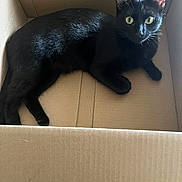 Crescent joined the competition — help win amazing prizes! cat, black_cat, cardboard_box, pet, animal, indoor, feline, relaxed, yellow_eyes, fur, whiskers, looking_at_camera, box, cute, domestic_animal, laying_down, curious, alert, resting, close_up