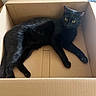 Crescent is registered to the contest to win money with this photo: alert, animal, black_cat, box, cardboard_box, cat, cozy, cute, domestic_cat, feline, fur, home, indoor, laying_down, mammal, pet, relaxed, resting, whiskers, yellow_eyes