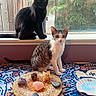 black_cat, cat, colorful, cozy, crystals, curious, decor, feline, indoor, natural_light, patterned, peaceful, pets, plants, sitting, stones, tabby_cat, tablecloth, window, woven_mat
