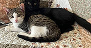 Wren And Crescent joined the competition — help win amazing prizes! animal, black_cat, cat, closeup, companion, cozy, cute, ears, fur, indoor, kitten, patterned, pets, quilt, relaxed, resting, snuggling, tabby_cat, tail, whiskers