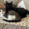 animal, black_cat, cat, closeup, companion, cozy, cute, ears, fur, indoor, kitten, patterned, pets, quilt, relaxed, resting, snuggling, tabby_cat, tail, whiskers