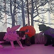 Wren And Crescent is registered to the contest to win money with this photo: animal, black_cat, butterfly_wings, cat, costume, curtain, cute, decor, feline, forest_pattern, halloween, indoor, mermaid_cape, pet, playful, plush, pumpkin, purple_light, tabby_cat, table