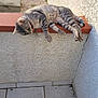 animal, cat, corner, curious, domestic_cat, fur, gray_tabby, ledge, nature, outdoor, paws, pet, relaxed, resting, shadow, sunlight, texture, tile_floor, wall, whiskers
