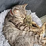 animal, cat, comfort, cozy, cute, feline, fluffy_bed, fur, gray_cat, home, indoor, peaceful, pet, plush_toy, relaxation, resting, sleeping, snuggling, soft, tabby