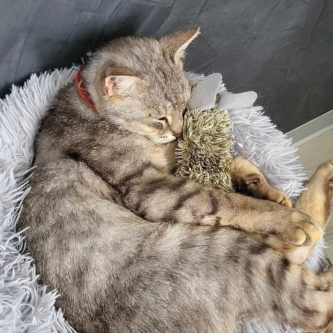 Spoon participe au concours pour gagner de l'argent avec cette photo : animal, cat, comfort, cozy, cute, feline, fluffy_bed, fur, gray_cat, home, indoor, peaceful, pet, plush_toy, relaxation, resting, sleeping, snuggling, soft, tabby