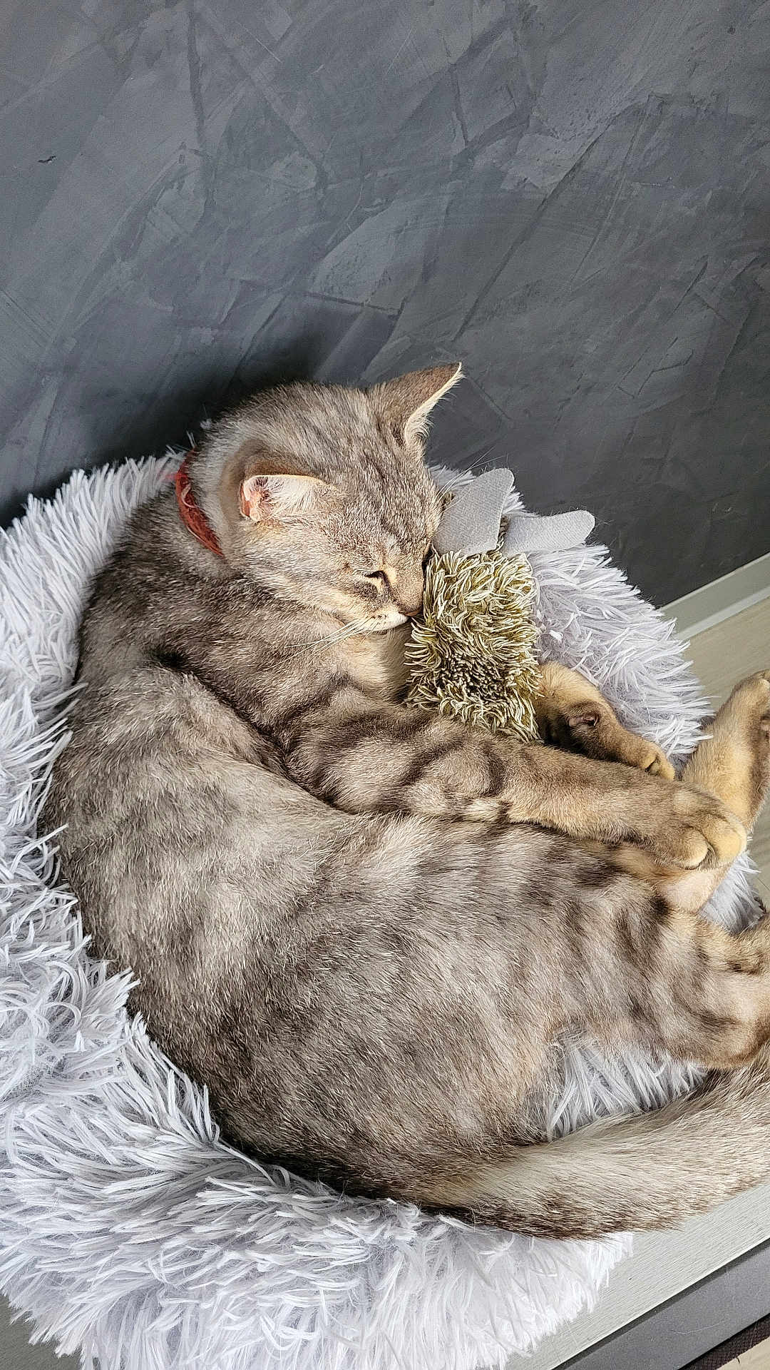 Spoon participe au concours pour gagner de l'argent avec cette photo : animal, cat, comfort, cozy, cute, feline, fluffy_bed, fur, gray_cat, home, indoor, peaceful, pet, plush_toy, relaxation, resting, sleeping, snuggling, soft, tabby