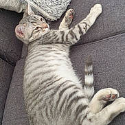 Spoon participe au concours pour gagner de l'argent avec cette photo : animal, cat, couch, cute, domestic, ears, feline, four_legs, fur, gray, indoor, pet, pillow, relaxed, resting, soft, striped, tabby, tail, whiskers