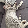 animal, cat, couch, cute, domestic, ears, feline, four_legs, fur, gray, indoor, pet, pillow, relaxed, resting, soft, striped, tabby, tail, whiskers