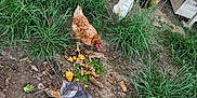 Spoon participe au concours pour gagner de l'argent avec cette photo : animal, backyard, bird, brown_chicken, cat, chicken, container, daylight, dirt, farm, feeding, grass, gray_cat, ground, nature, outdoor, pet, vegetation, white_chicken, wildlife