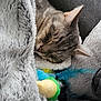 blanket, cat, closeup, comfort, couch, cozy, cute, domestic_cat, feathers, fur, gray, indoor, nap, pet, relaxing, resting, sleeping, soft, tabby, toy