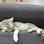 Spoon a rejoint le concours — aidez-le/la à gagner de superbes lots ! animal, cat, cozy, domestic, furniture, gray_couch, home, indoor, kitten, living_room, paw, pet, plant, relaxing, resting, sleeping, soft_light, striped, tabby, tail