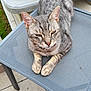 animal, cat, close_up, domestic_cat, ears, feline, fur, grey_tabby, home, mesh_chair, outdoor, outdoor_chair, patio, paws, pet, relaxed, resting, tiles, whiskers, wooden_door