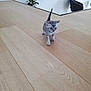 Spoon a rejoint le concours — aidez-le/la à gagner de superbes lots ! cat, chair, curious, cute, domestic_cat, exploring, feline, flooring, gray_tabby, home, indoor, kitten, modern, pet, plant, small, tail_up, walking, wood_floor, young_animal