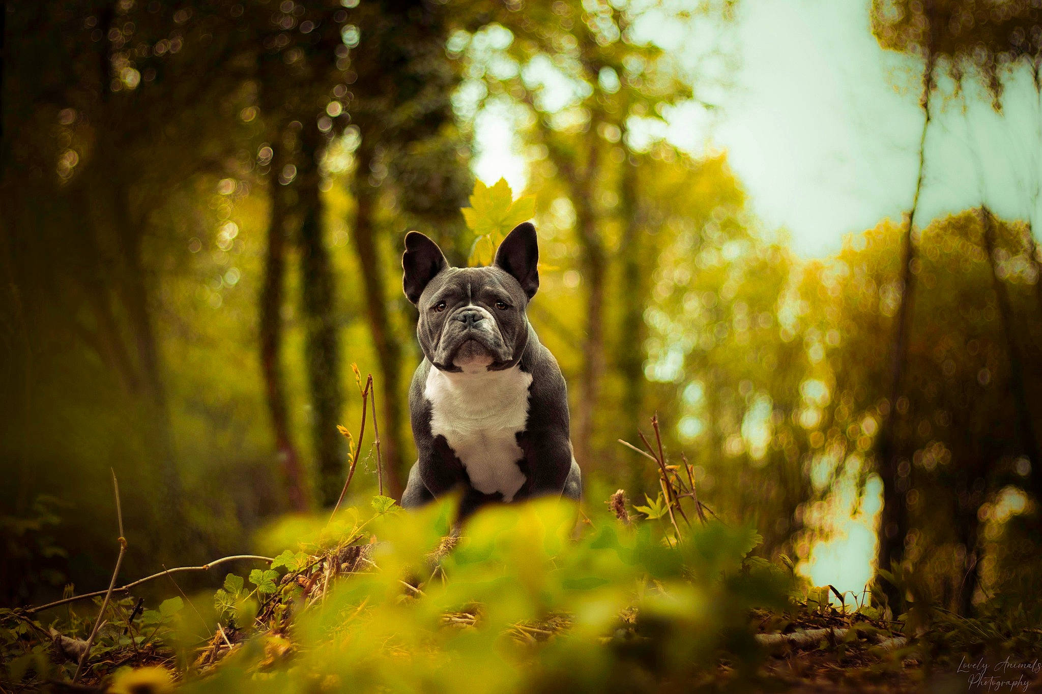 Elliot participe au concours pour gagner de l'argent avec cette photo : branch, carnivore, companion_dog, dog, dog_breed, fawn, flash_photography, grass, landscape, leaf, natural_landscape, plant, sky, snout, sunlight, terrestrial_animal, tree, trunk, whiskers, wood