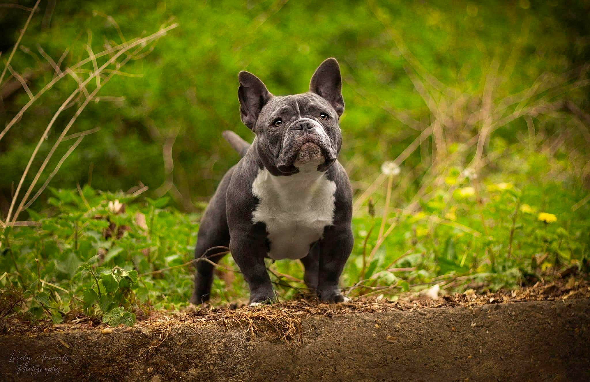 Elliot participe au concours pour gagner de l'argent avec cette photo : bulldog, canidae, carnivore, companion_dog, dog, dog_breed, fawn, french_bulldog, grass, landscape, molosser, natural_landscape, plant, snout, soil, sporting_group, terrestrial_animal, toy_dog, wildlife, wood