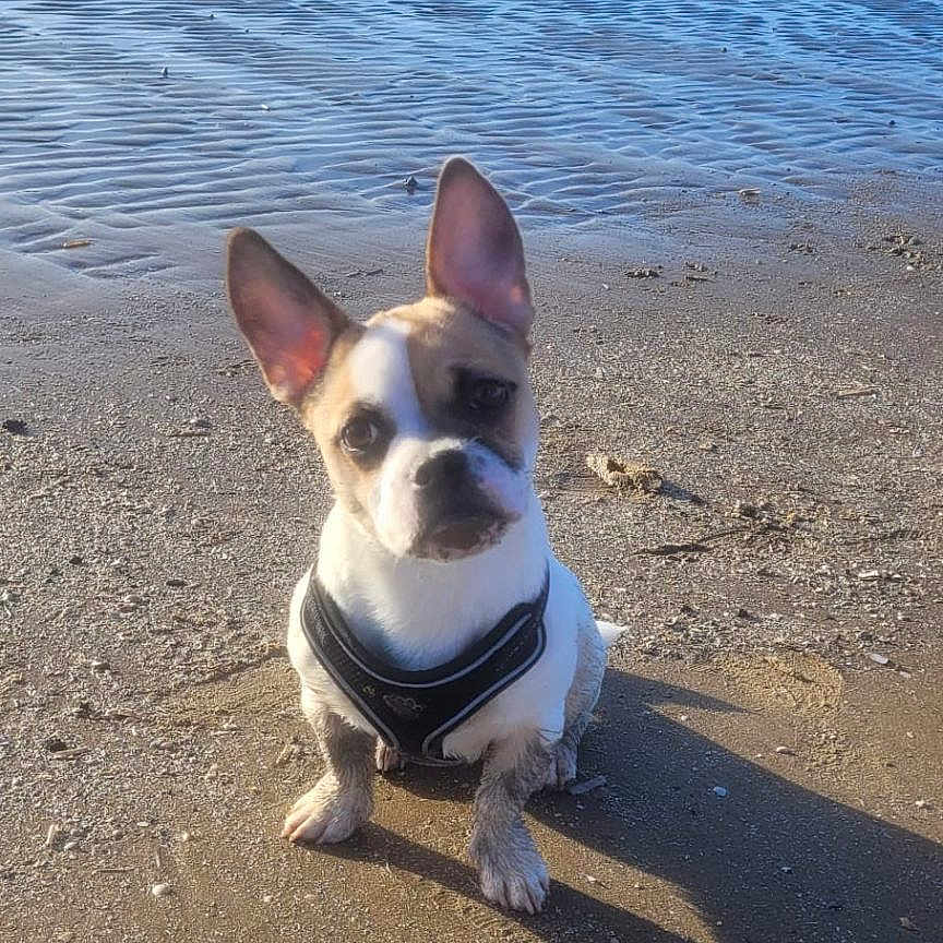 Gizmo joined the competition — help win amazing prizes! animal, beach, calm, curious, daylight, dog, harness, muddy, nature, outdoor, paws, pet, quiet, sand, seaside, shoreline, sky, small_dog, sunlight, water