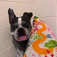 Soju joined the competition — help win amazing prizes! dog, boston_terrier, pet, animal, black_and_white, brindle, portrait, tongue_out, happy, ears, eyes, nose, indoor, wall, brick_wall, cushion, colorful, patterned_fabric, close_up, photography