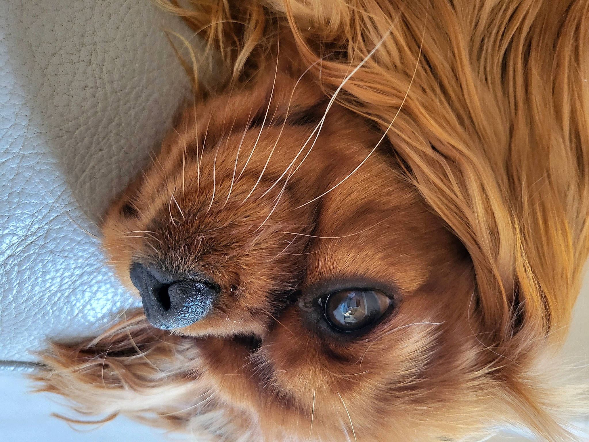 Plume a rejoint le concours — aidez-le/la à gagner de superbes lots ! brown_hair, carnivore, close_up, companion_dog, dog, dog_breed, ear, eyebrow, eyelash, eyewear, fawn, fur, human_body, iris, liver, snout, sunglasses, terrestrial_animal, toy_dog, whiskers