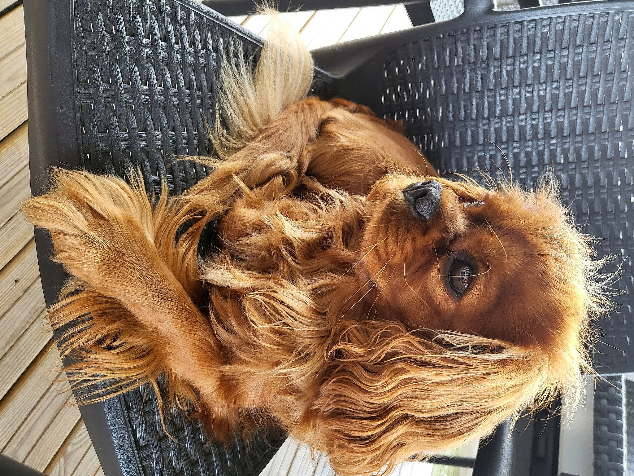 Plume participe au concours pour gagner de l'argent avec cette photo : art, brown_hair, companion_dog, dog_breed, fashion_accessory, feather, fur, head, layered_hair, liver, metal, pattern, pet_supply, snout, sporting_group, step_cutting, street_fashion, terrestrial_animal, wood