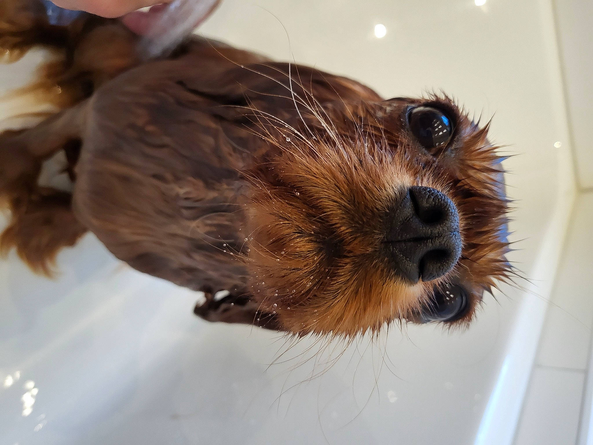 Plume a rejoint le concours — aidez-le/la à gagner de superbes lots ! canidae, carnivore, companion_dog, dog, dog_breed, fawn, fur, groundhog_day, liver, puppy, small_terrier, snout, sporting_group, terrestrial_animal, terrier, toy_dog, whiskers, wood, working_animal