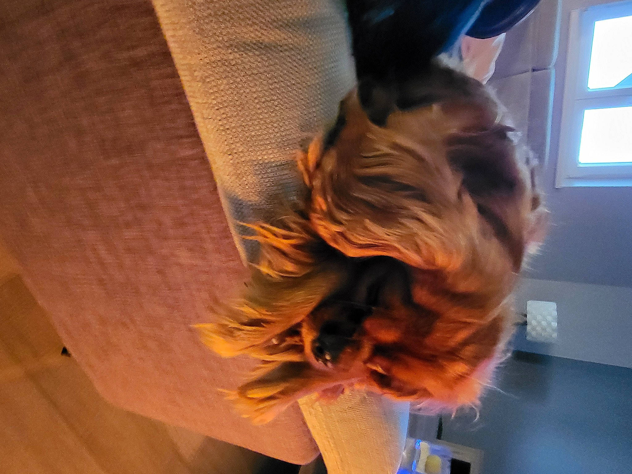 Plume participe au concours pour gagner de l'argent avec cette photo : canidae, carnivore, companion_dog, dog, dog_breed, eyewear, fashion_accessory, fawn, feather, fun, fur, gesture, hair_coloring, hardwood, heat, liver, sporting_group, tail, window, wood