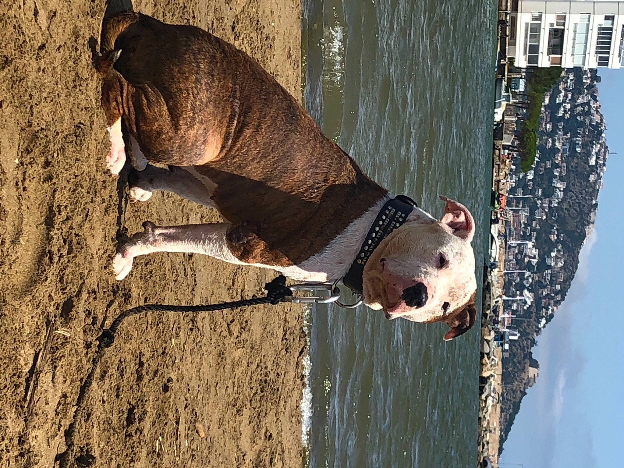 Kimbo participe au concours pour gagner de l'argent avec cette photo : art, canidae, carnivore, collar, dog, dog_breed, dog_collar, fawn, lake, pet_supply, sculpture, sky, snout, sporting_group, tail, terrestrial_animal, water, wildlife, wood, working_animal