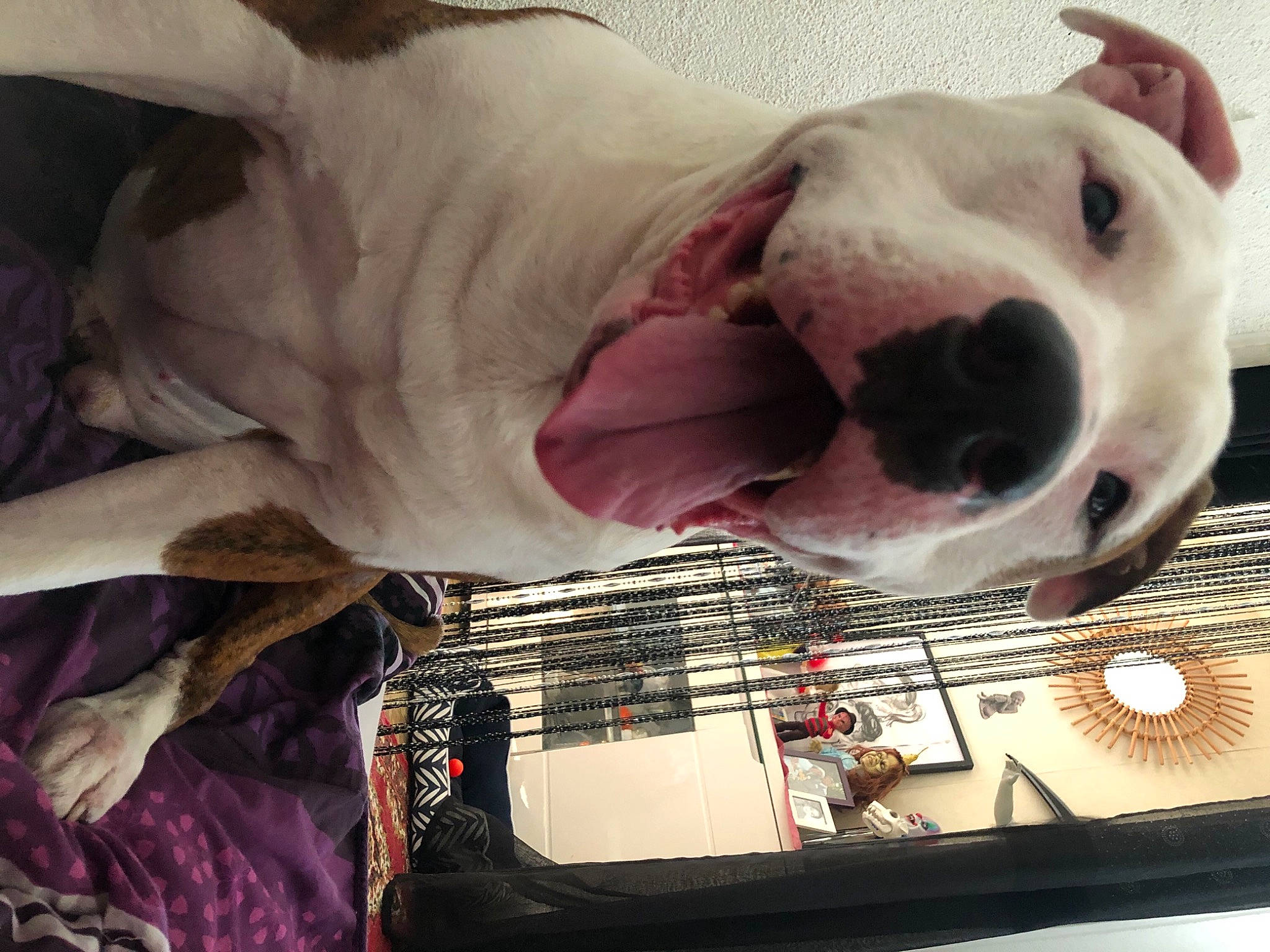 Kimbo a rejoint le concours — aidez-le/la à gagner de superbes lots ! canidae, carnivore, comfort, companion_dog, dog, dog_breed, dog_supply, dogo_argentino, fawn, fur, guard_dog, jaw, metal, paw, pet_supply, selfie, snout, terrestrial_animal, whiskers, working_animal