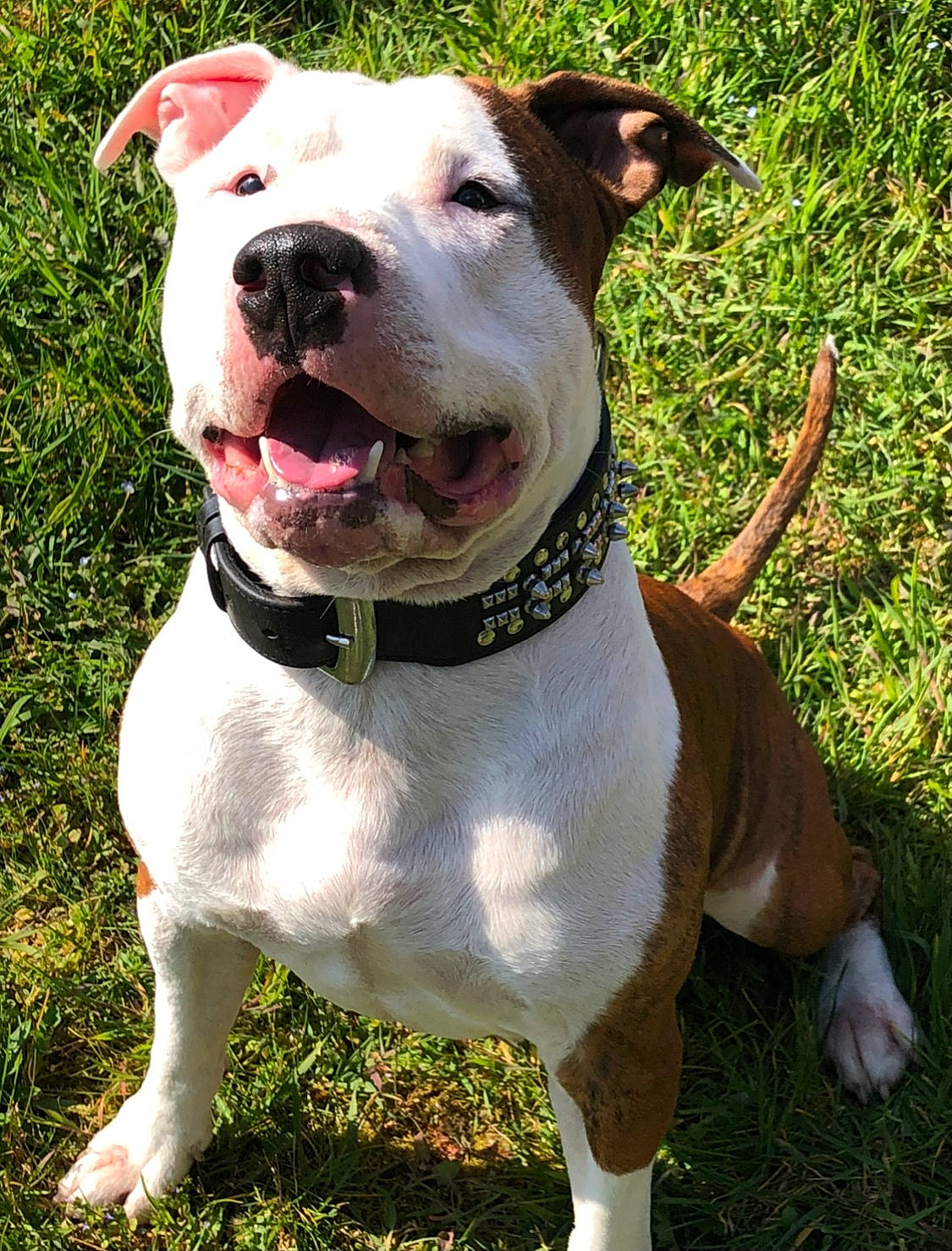 Kimbo participe au concours pour gagner de l'argent avec cette photo : canidae, carnivore, collar, companion_dog, dog, dog_breed, dog_collar, dog_supply, fashion_accessory, fawn, grass, leash, liver, pet_supply, plant, snout, sporting_group, whiskers, working_animal, working_dog