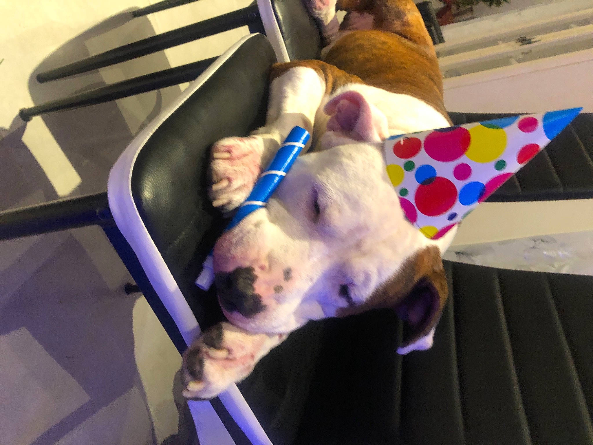 Kimbo participe au concours pour gagner de l'argent avec cette photo : abdomen, canidae, carnivore, chest, comfort, companion_dog, couch, dog, dog_breed, fawn, flesh, fun, human_body, knee, non_sporting_group, room, sporting_group, sunglasses, thigh, toy