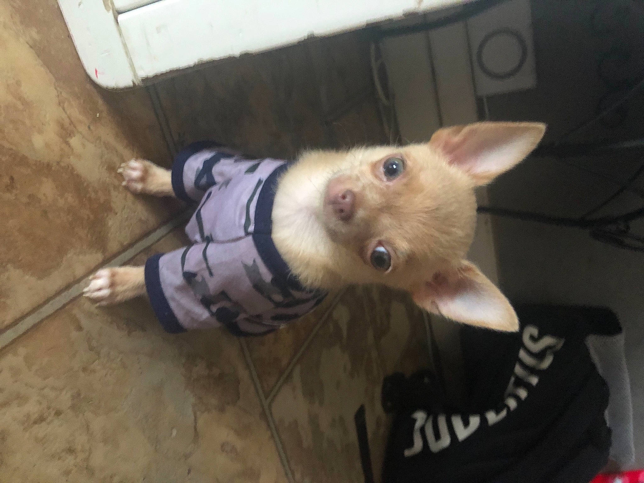 Kiko participe au concours pour gagner de l'argent avec cette photo : canidae, carnivore, cat, dog_breed, domestic_short_haired_cat, fawn, felidae, fur, non_sporting_group, paw, small_to_medium_sized_cats, snout, sporting_group, tail, whiskers