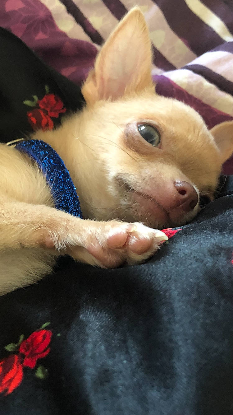 Kiko participe au concours pour gagner de l'argent avec cette photo : abdomen, carnivore, companion_dog, dog, dog_breed, ear, eye, fawn, finger, fur, gesture, happy, human_body, nail, plush, snout, stuffed_toy, toy, whiskers, working_animal