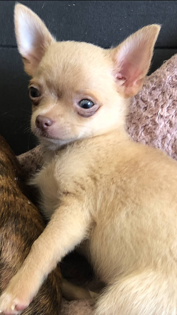 Kiko a rejoint le concours — aidez-le/la à gagner de superbes lots ! canidae, carnivore, chihuahua, companion_dog, corgi_chihuahua, dog, dog_breed, ear, fawn, fur, non_sporting_group, russkiy_toy, snout, sporting_group, terrestrial_animal, toy_dog, whiskers, working_animal