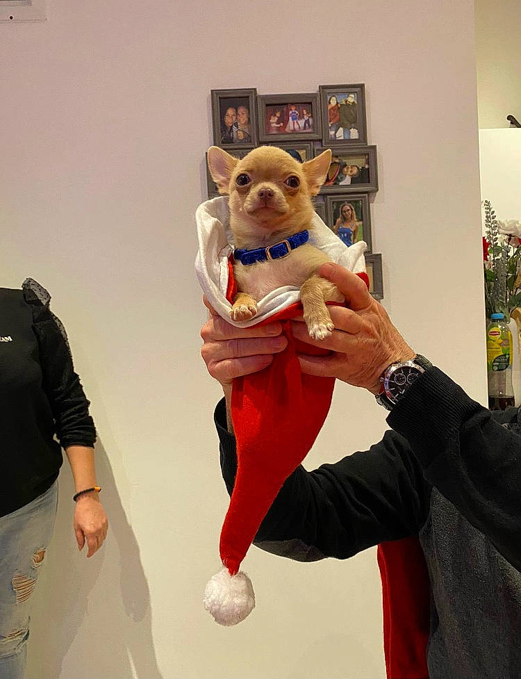 Kiko a rejoint le concours — aidez-le/la à gagner de superbes lots ! animation, art, carnivore, companion_dog, costume, dog, dog_breed, event, eyewear, fashion_design, fawn, felidae, fun, fur, gesture, mascot, plush, stuffed_toy, textile, toy