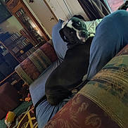 Ozzy joined the competition — help win amazing prizes! dog, indoor, couch, blue, black_and_white, curious, pet, home, living_room, window, curtains, door, furniture, shelf, carpet, toy, relaxed, animal, companion, cozy