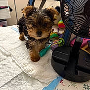 Dolly is registered to the contest to win money with this photo: puppy, dog, toy, fan, indoor, curious, quilted_blanket, small_dog, pet, brown_fur, black_fur, cute, household, floor, colorful_toys, animal, domestic, young, fur, face