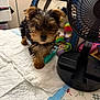 puppy, dog, toy, fan, indoor, curious, quilted_blanket, small_dog, pet, brown_fur, black_fur, cute, household, floor, colorful_toys, animal, domestic, young, fur, face