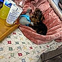 Dolly joined the competition — help win amazing prizes! puppy, dog, blanket, bedspread, toy, plush_toy, wooden_tray, bottle, plastic_bottle, pink, blue, brown, black, fur, small_pet, indoors, cozy, resting, cute, soft_texture