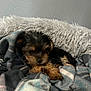 Dolly is registered to the contest to win money with this photo: puppy, dog, blanket, bed, furry, cozy, indoor, pet, small, fur, animal, resting, soft, sleepy, cute, comfort, warm, domestic, snuggle, relax