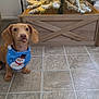 dog, puppy, bandana, snowman, christmas_tree, holiday, decorations, lights, wooden_planter, tile_floor, indoor, cute, pet, festive, tongue_out, small_dog, ears, floor, seasonal, christmas