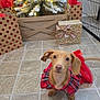 dog, puppy, dachshund, red_dress, christmas_tree, holiday, gift_boxes, decorations, lights, floor_tiles, indoor, festive, pet, cute, small_dog, wrapped_presents, holiday_decor, furniture, metal_gate, home