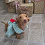 dog, puppy, pet, dressed_up, dress, christmas, holiday, presents, gift_wrapping, ribbons, floor, tile_floor, indoor, decorations, tree, lights, cute, small_dog, brown_dog, festive