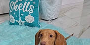 Oakley joined the competition — help win amazing prizes! bandana, blue, christmas_tree, cute, dachshund, decorations, dog, festive, floor, floral, holiday, indoor, marble, ornaments, pillow, puppy, rug, text, turquoise, white