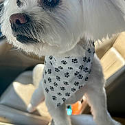 Mega is registered to the contest to win money with this photo: animal, bandana, bright, canine, car_interior, close_up, companion, curious, cute, dog, fluffy, fur, indoor, looking, paw_print, pet, portrait, seat, sunlight, white_dog