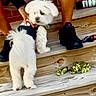 Mega joined the competition — help win amazing prizes! animal, boots, casual, collar, curious, daylight, dog, fluffy, footwear, hand, leash, outdoor, person, pet, pet_clothing, stairs, steps, white_dog, wood, wooden_stairs