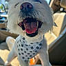 Mega joined the competition — help win amazing prizes! animal, bandana, canine, car_interior, close_up, companion, cute, dog, fluffy, fur, happy, inside_car, paw_prints, pet, playful, seat, smiling, sunlight, tongue_out, white_dog