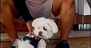 Mega is registered to the contest to win money with this photo: affection, black_shirt, bracelet, casual_clothing, dog, father, footwear, happy_fathers_day, interaction, man, outdoor, pet, shorts, small_dog, stairs, steps, text_overlay, watch, white_dog, wood