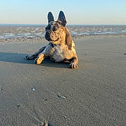 Vanille a rejoint le concours — aidez-le/la à gagner de superbes lots ! animal, beach, calm, canine, coast, daytime, dog, french_bulldog, nature, ocean, outdoor, pet, quiet, relaxing, sand, sky, summer, sunlight, vacation, water
