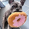 Vanille participe au concours pour gagner de l'argent avec cette photo : dog, french_bulldog, puppy, toy, plush_toy, donut, pink_frosting, sprinkles, indoor, floor, tile_floor, ears_up, pet, cute, animal, waiting, playful, close_up, looking_up, adorable